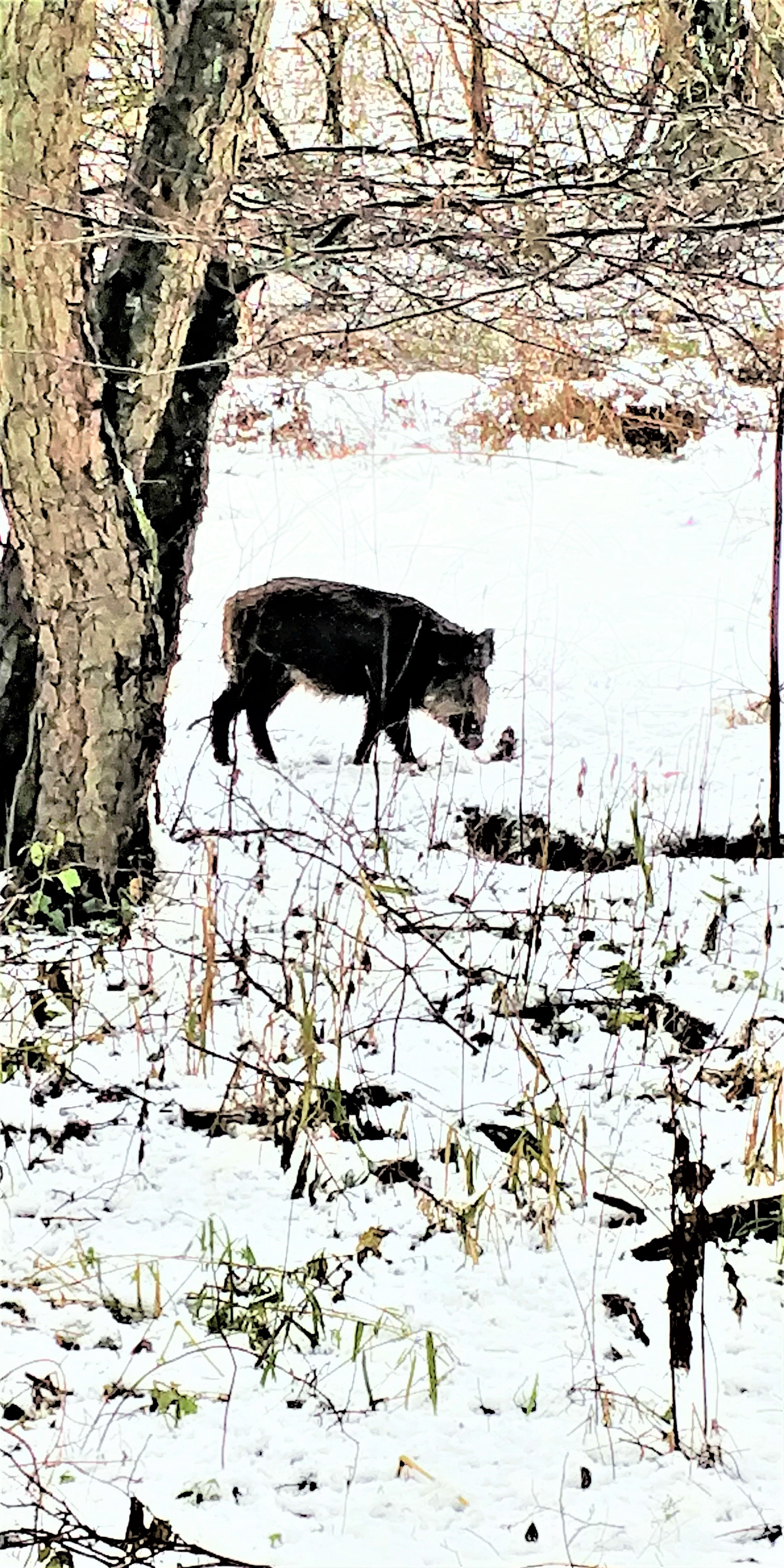 Ein Wildschwein im Schwarzbachtal 13.Dezember 2021.
Bei jenem feuchten Wetter suhlen sich Wildschweine gerne im entsprechendem Gelände.
 https://de.wikipedia.org/wiki/Wildschwein

Aufnameort: Eiershausen Schwarzbach
Kamera: Handy