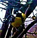 kohlmeise-parus-major-l-1758-27695.jpeg