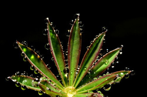 

Aufnameort: Weidenbach in meinem Garten
Kamera: Nikon D500