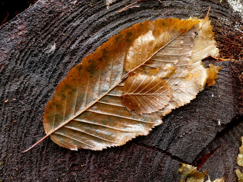 

Aufnameort: Triesdorf im Wald
Kamera: Nikon D500