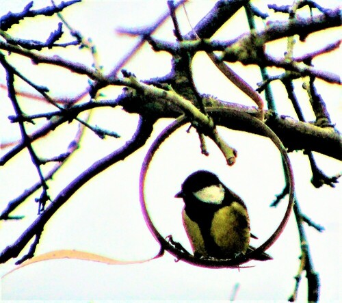 kohlmeise-parus-major-l-1758-im-meisenring-27715.jpeg