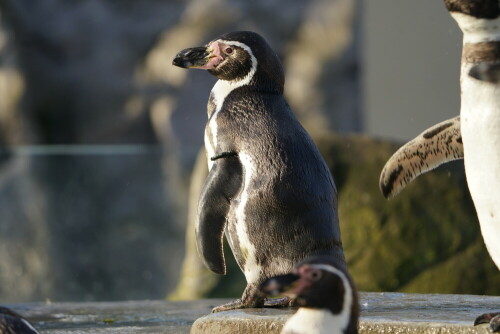 Die Humboldtpinguine leben in der Natur in einer sehr heißen Klimazone.

Aufnameort: Kölner Zoo
Kamera: Sony Alpha 7/II