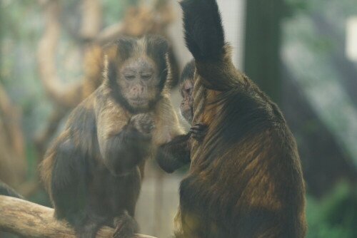 Kapuzineraffen sind sehr intelligente Tiere, bei denen in freier Natur sogar Werkzeuggebrauch dokumentiert ist. Diese beiden scheinen sich geradezu vertraulich über etwas zu verständigen, was der linke Affe in der Hand hält.

Aufnameort: Kölner Zoo
Kamera: Sony Alpha 7/II