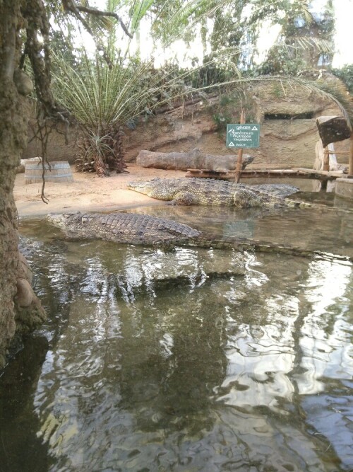 Die Nilkrokodile haben im Kölner Zoo ein tolles großes Gehege.

Aufnameort: Kölner Zoo
Kamera: Fairphone 2