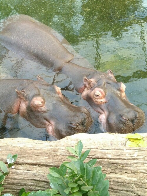 Sehr entspannt liegen die Nilpferde im Hippodom des Kölner Zoos.

Aufnameort: Kölner Zoo
Kamera: Fairphone 2