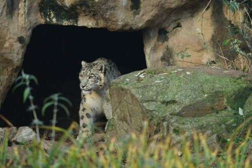 

Aufnameort: Kölner Zoo
Kamera: Sony Alpha 7/II