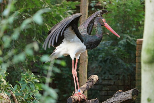 Schwarzstörche sind in freier Wildbahn typische Waldbewohner. Allerdings kommen sie nur in großen, naturnahen Wäldern vor.

Aufnameort: Kölner Zoo
Kamera: Sony Alpha 7/II