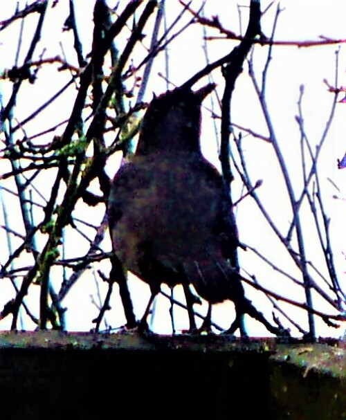 weibliche-amsel-henne-turdus-m-27724.jpeg