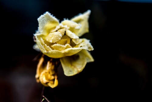 Diese Rose wurde im Dezember 2021 durch einige tolle Wintertage überrascht.

Aufnameort: Reken
Kamera: NIKON D750