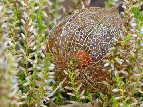 

Aufnameort: Weidenbach in meinem Garten
Kamera: Panasonic Lumix FZ 330