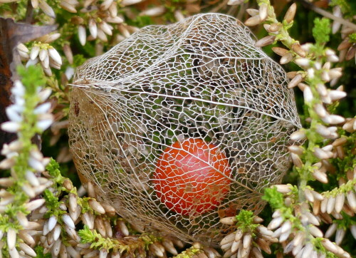 

Aufnameort: Weidenbach in meinem Garten
Kamera: Nikon D500