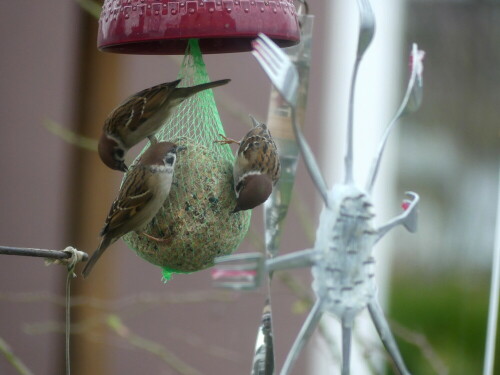 

Aufnameort: Weidenbach in meinem Garten
Kamera: Panasonic Lumix FZ 330