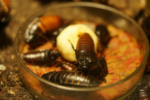 Beeindruckend groß sind die Fauchschaben im Insektarium des Kölner Zoos. Die sehe ich doch lieber durch eine Glasscheibe.

Aufnameort: Kölner Zoo
Kamera: Sony Alpha 7/II