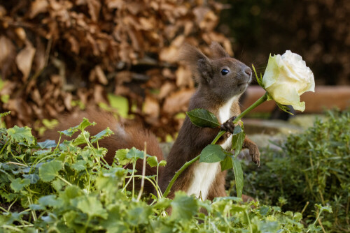 Eichhörnchen hält eine Rose

Aufnameort: Hamburg
Kamera: Canon 90d