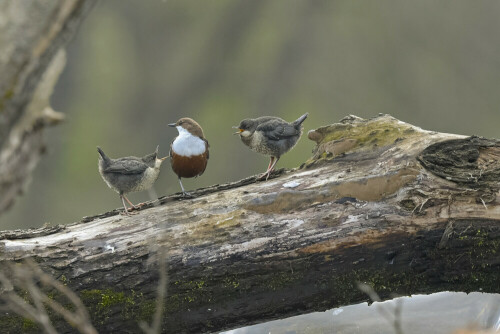 wasseramsel-mit-jungvogel-27858.jpeg