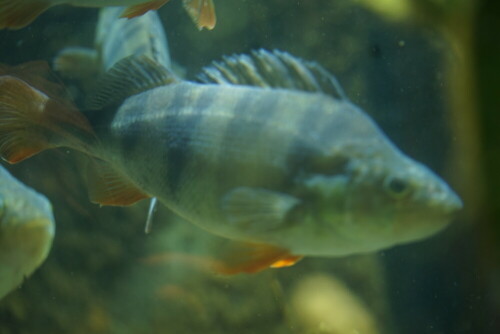 Der Kölner Zoo verfügt über ein riesiges Aquarium, in dem die Fische des Rheins von der Quelle bis zur Mündung präsentiert werden. Der Flußbarsch, erkennbar an seinen dunklen Streifen, gehört zum Mittelrhein.

Aufnameort: Kölner Zoo
Kamera: Sony Alpha 7/II