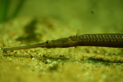 Dieser Fisch sieht einfach verblüffend merkwürdig aus. Auf die Seite gelegt, versucht die Flussnadel im Bild eine Kuhle in den Sand zu strudeln, wofür auch immer.

Aufnameort: Kölner Zoo
Kamera: Sony Alpha 7/II