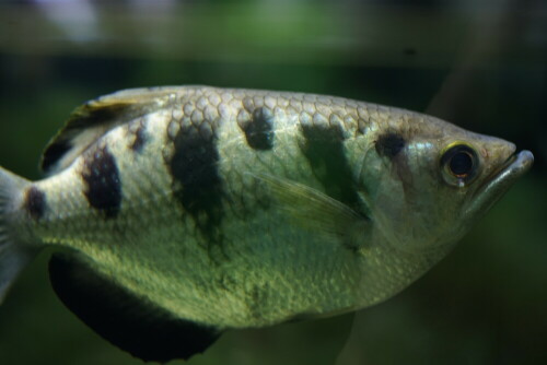 Dieser Fisch verdankt seinen Namen einer besonderen Jagdtechnik: Er kann mit dem Maul einen Wasserstrahl auf Insekten schießen, die sich nahe der Wasseroberfläche aufhalten. Dabei berücksichtigt er sogar die Beugung des Lichtes. Die heruntergezogenen Mundwinkel haben nichts mit schlechter Laune zu tun, sondern geben lediglich einen passenden Winkel für den Wasserstrahl vor.

Aufnameort: Kölner Zoo
Kamera: Sony Alpha 7/II