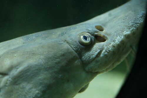 Ebenfalls im Rhein-Aquarium findet sich der Sterlet, dieser Fisch gehört zum Niederrhein.

Aufnameort: Kölner Zoo
Kamera: Sony Alpha 7/II