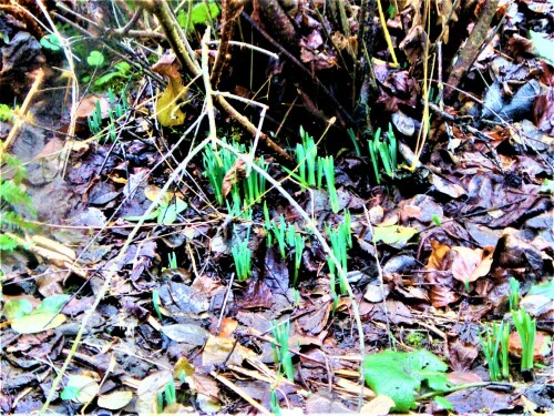 Schneeglöckchen gehören zu der Familie der Amaryllisgewächsen(Amaryllidaceae).
https://de.wikipedia.org/wiki/Kleines_Schneegl%C3%B6ckchen

Aufnameort: Eiershausen Garten
Kamera: Medion Camcorder