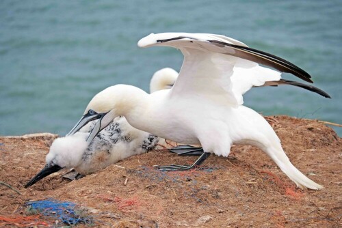 

Aufnameort: d helgoland
