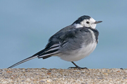 

Aufnameort: d helgoland
