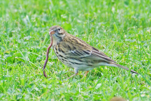 wiesenpieper-frisst-regenwurm-27983.jpeg