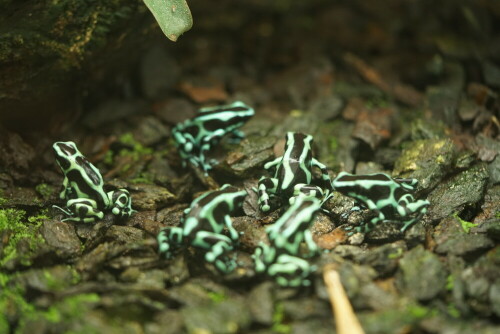 Färberfrösche sind typische Amphibien der tropischen Regenwälder, ihre auffällige Farbe signalisiert Fressfeinden, dass sie giftg sind.

Aufnameort: Kölner Zoo
Kamera: Sony Alpha 7/II