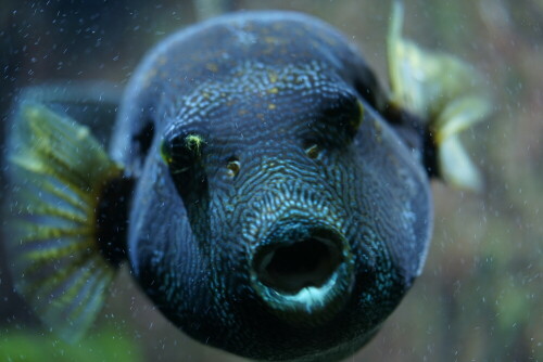 Der Fisch verdankt seinen Namen dem auffälligen Muster auf seinen Schuppen.

Aufnameort: Kölner Zoo
Kamera: Sony Alpha 7/II