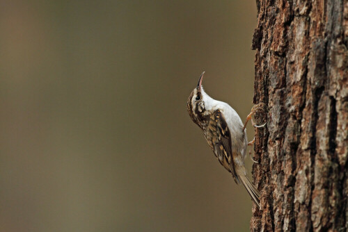 Waldbaumläufer, Certhia familiaris

Aufnameort: Odenwald
Kamera: Canon EOS 7D