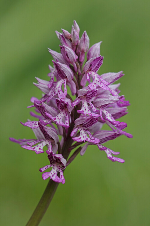 Helm-Knabenkraut, Orchis militaris, Orchidee

Aufnameort: Neckartal
Kamera: Canon EOS 60D