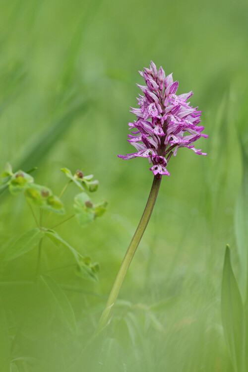 Helm-Knabenkraut, Orchis militaris, Orchidee, Knabenkraut, wild wachsend

Aufnameort: Neckartal
Kamera: Canon EOS 60D