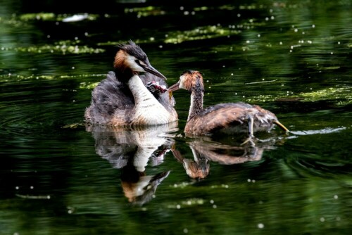 Der Nachwuchs ist hungrig.

Aufnameort: Borken in NRW
Kamera: NIKON D500