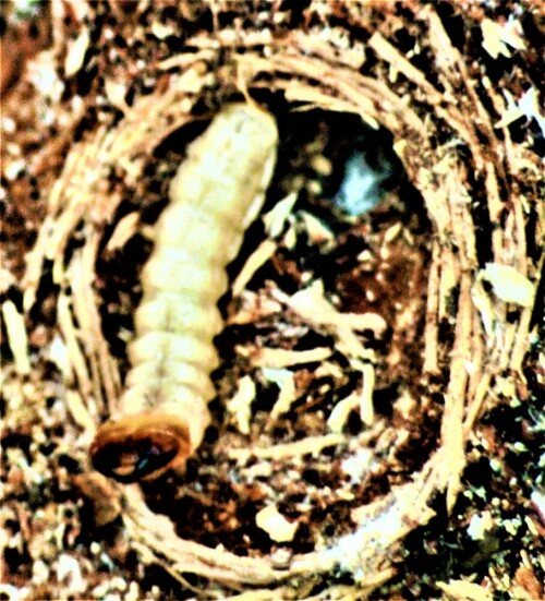 Jene Bockkäfergattung legt häufig ihre Eier unter die Borke bzw. Rinde von Nadelbäumen(Rhagium inquisitor(Schrotbock)bzw. Laubhölzern(Rhagium sycophanta) ab.
Hier dürfte es sich um erstere Art handeln.
https://de.wikipedia.org/wiki/Schrotbock

Siehe auch unter youtube:
https://www.youtube.com/watch?v=DQDom9SGs3w

Aufnameort: Eiershausen Waldrand
Kamera: Canon EOS 1300D