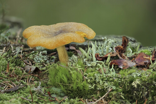 Goldgelber Holzritterling, Tricholomopsis decora


Aufnameort: Odenwald
Kamera: Canon EOS 7D