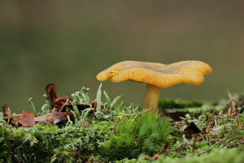 Tricholomopsis decora, Goldgelber Holzritterling


Aufnameort: Odenwald
Kamera: Canon EOS 7D