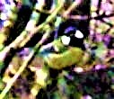 kohlmeise-parus-major-l-1758-27959.jpeg