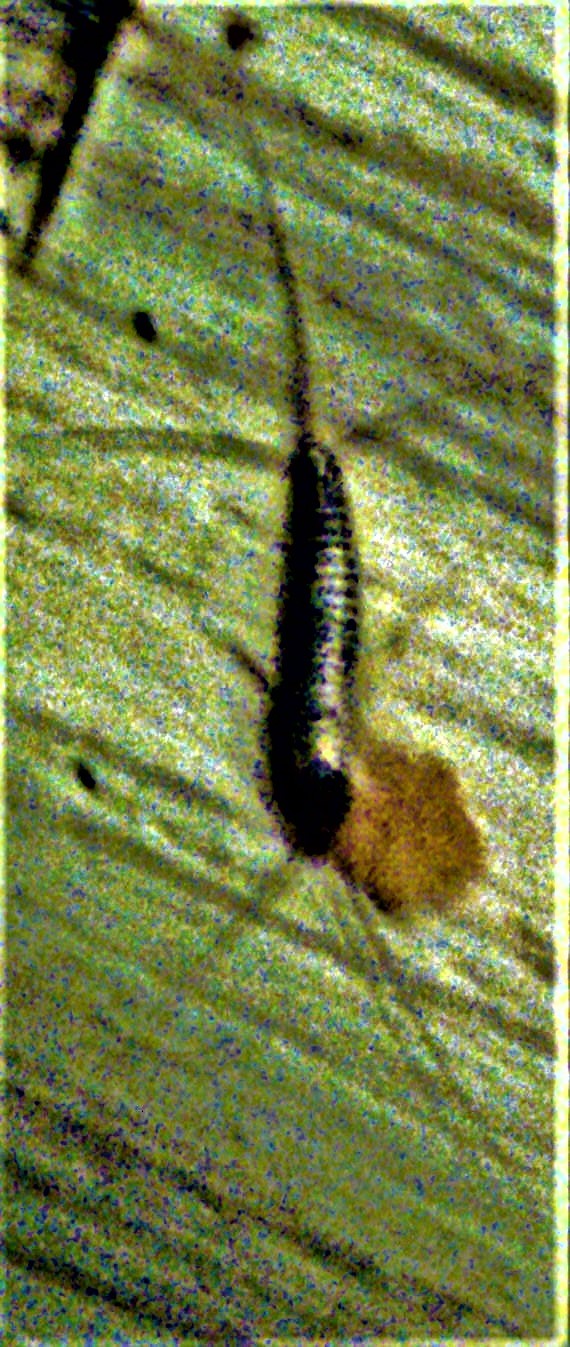 silberfischchen-lepisma-saccha-27960.jpeg