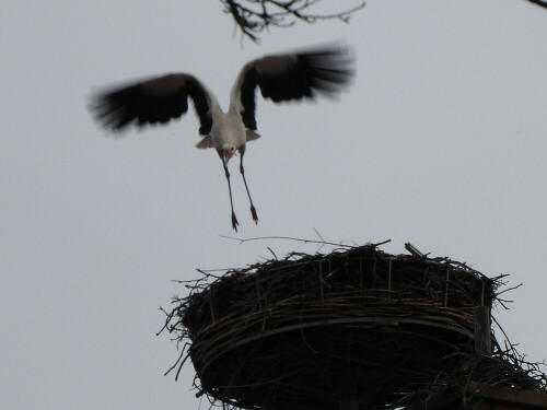 Der Freddy von Gögglingen - er treibt sich im Winter immer in der Gegend rum - und ab und zu findet man ihn in seinem Horst. Seine Lilly fliegt in den Süden.

Aufnameort: Gögglingen
Kamera: Pansonic Lumix TZ 71