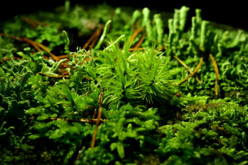 

Aufnameort: Wald bei Arberg
Kamera: Nikon D500