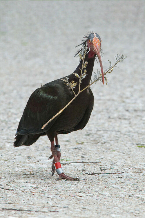 Waldrapp beim Nestbaumaterial besorgen

Aufnameort: Grünau
Kamera: Nikon D 700