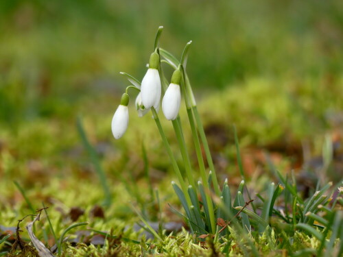 schneeglockchen-28008.jpeg