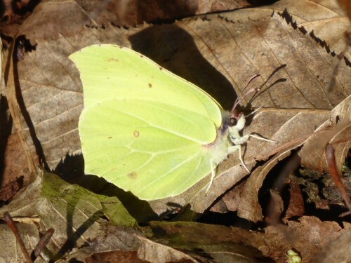 Juhu - heute den 1. Schmetterling entdeckt. Toll!

Aufnameort: Ortsrand Wiblingen
Kamera: Panasonic Lumix TZ 71