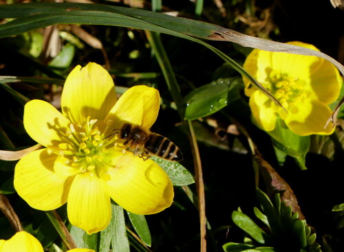 

Aufnameort: Weidenbach in meinem Garten
Kamera: Panasonic Lumix FZ 330