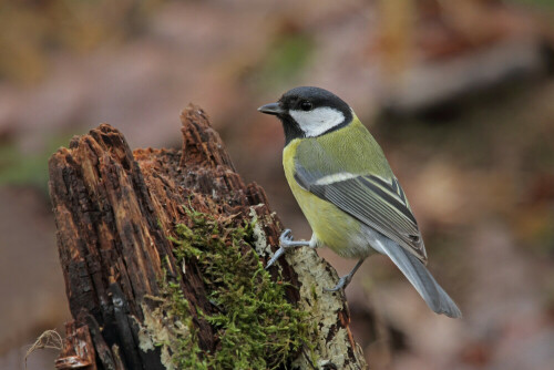 Kohlmeise, Parus major


Aufnameort: Odenwald
Kamera: Canon EOS 7D