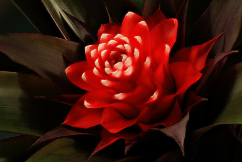 bromelienblute-28001.jpeg