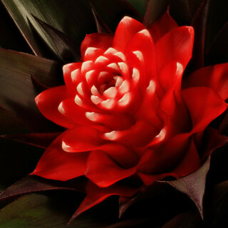 bromelienblute-28001