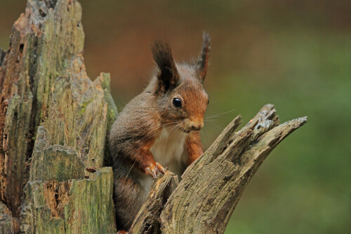 Eichhörnchen

Aufnameort: Odenwald
Kamera: Canon EOS 7D