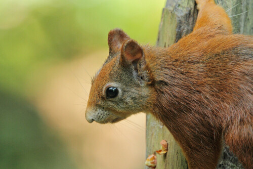 Eichhörnchen

Aufnameort: Odenwald
Kamera: Canon EOS 7D