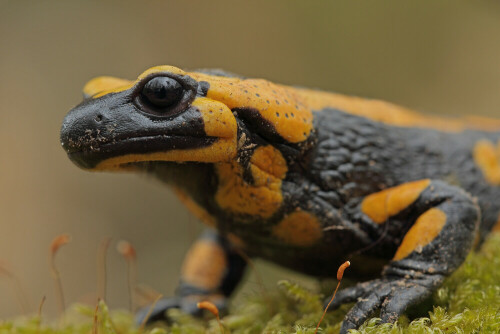 Feuersalamander, Salamandra salamandra



Aufnameort: Odenwald
Kamera: Canon EOS 60D